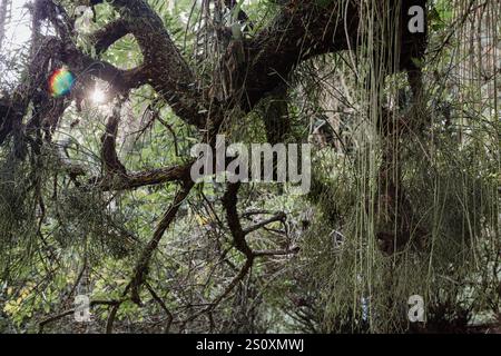 San Paolo, Brasile. 4 giugno 2015. Una vista generale del cactus del mistletone (Rhipsalis baccifera), localmente conosciuto come cacto-macarrao, un cactus epifitico, che cresce sull'albero nel Giardino Botanico di San Paolo (portoghese: Jardim Botanico de Sao Paulo) durante il giorno di sole, San Paolo, Brasile. Foto Stock