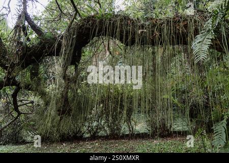 San Paolo, Brasile. 4 giugno 2015. Una vista generale del cactus del mistletone (Rhipsalis baccifera), localmente conosciuto come cacto-macarrao, un cactus epifitico, che cresce sull'albero nel Giardino Botanico di San Paolo (portoghese: Jardim Botanico de Sao Paulo) durante il giorno di sole, San Paolo, Brasile. Foto Stock