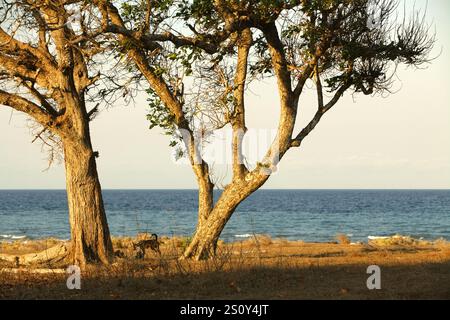 Grande albero sulla prateria costiera sullo sfondo della spiaggia di Londa Lima in un giorno luminoso durante la stagione secca a East Sumba, East Nusa Tenggara, Indonesia. Foto Stock