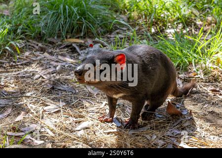 Diavolo della Tasmania, Sarcophilus harrisii, il più grande marsupiale carnivoro e una specie in pericolo che si trova solo in Tasmania e nel nuovo Galles del Sud, Australia Foto Stock