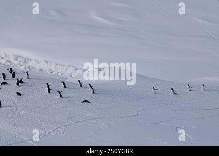 Gruppo di pinguini gentoo che camminano nella fila. Traccia sulla neve. Foto Stock