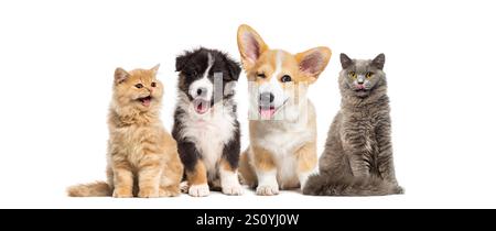 Adorabili animali domestici, cani e gatti, seduti uno accanto all'altro e a fare facce divertenti su sfondo bianco Foto Stock