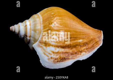 Involucro del canario Laevistrombus isolato su sfondo nero Foto Stock