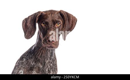 Foto in studio di un bellissimo cane da puntatore tedesco a pantaloncini corti che posa su sfondo bianco Foto Stock