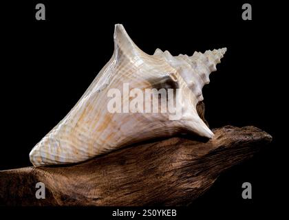 Strombus gigas shell sulla deriva Foto Stock