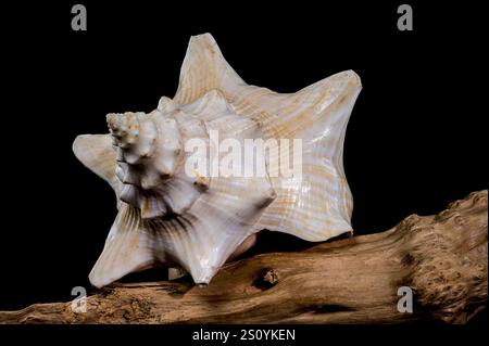 Strombus gigas shell sulla deriva Foto Stock