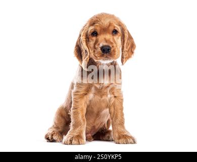 Un adorabile cucciolo di spaniel, un cocker inglese di due mesi, che guarda avanti su uno sfondo bianco Foto Stock