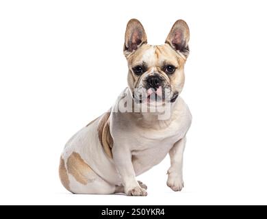 Bulldog francese seduto e guardando la telecamera su sfondo bianco Foto Stock