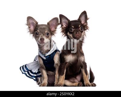 Due adorabili cuccioli di chihuahua seduti fianco a fianco su uno sfondo bianco, uno vestito con un bel vestito Foto Stock