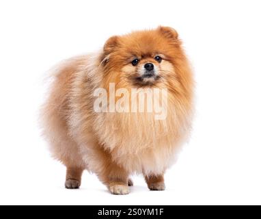 Soffice cane della pomerania in piedi e guardando avanti su uno sfondo bianco Foto Stock