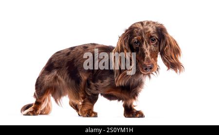 Dachshund longhaired in piedi su uno sfondo bianco Foto Stock