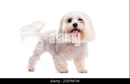 Foto in studio di un felice cane maltese in piedi su uno sfondo bianco, che pintona e agita la coda Foto Stock
