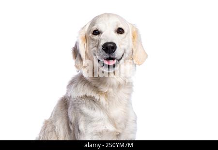 Ritratto di Golden retriever sorridente su sfondo bianco Foto Stock