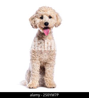 Simpatico e soffice cucciolo di barboncino seduto con la lingua fuori, che si posa su uno sfondo bianco Foto Stock