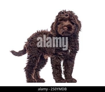 Affascinante cucciolo australiano di Labradoodle in piedi e con lo sguardo rivolto al futuro su uno sfondo bianco Foto Stock