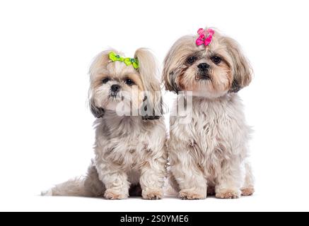 Due adorabili cani shih tzu sono seduti fianco a fianco, entrambi adornati con archi colorati, su uno sfondo bianco pulito Foto Stock