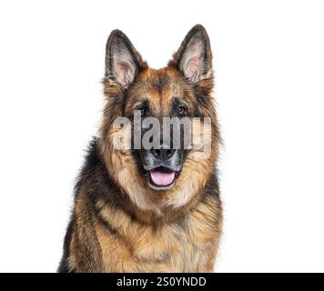 Cane pastore tedesco seduto e pantando, isolato sul bianco Foto Stock