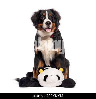Adorabile cucciolo di cane di montagna bernese seduto e con in mano un peluche di panda, isolato su sfondo bianco Foto Stock