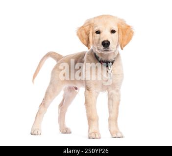 Cucciolo Golden retriever di tre mesi che indossa un colletto e un'etichetta, in piedi in piedi Foto Stock