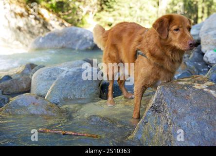 Cane tolling retriever (toller) dell'anatra della nuova scozia in montagna Foto Stock