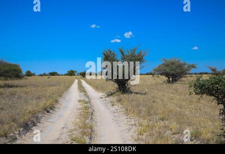 Strada sabbiosa e ghiaia attraverso il deserto nel bellissimo Parco Nazionale del Kalahari. Concetto di turismo e vacanza. Namibia, Africa. Foto Stock