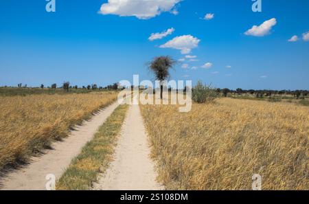 Strada sabbiosa e ghiaia attraverso il deserto nel bellissimo Parco Nazionale del Kalahari. Concetto di turismo e vacanza. Namibia, Africa. Foto Stock