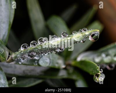 Primo piano di gocce di pioggia sulla punta di tiro e foglie di Hebe Recurva Foto Stock