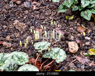 Un primo piano di nuovi scatti di snowdrop appena usciti all'inizio della primavera Foto Stock