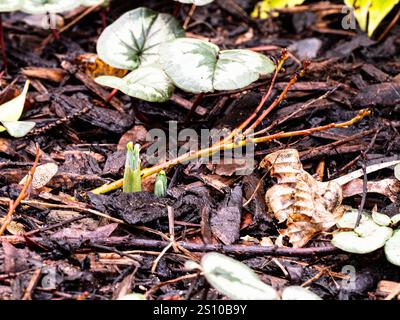 Un primo piano di nuovi scatti di snowdrop appena usciti all'inizio della primavera Foto Stock