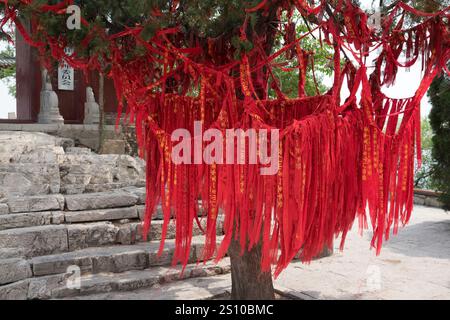 Cina, Qingzhou, 2015-06-07 architettura, tempio, albero di preghiera, nastri rossi, molti nastri rossi legati agli alberi, rwitten preghiere appese ai rami Foto Stock