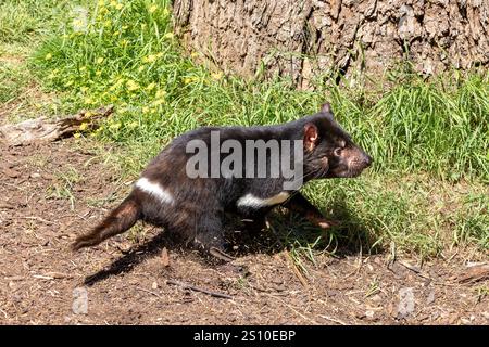 Diavolo della Tasmania, Sarcophilus harrisii, il più grande marsupiale carnivoro e una specie in pericolo che si trova solo in Tasmania e nel nuovo Galles del Sud, Australia Foto Stock