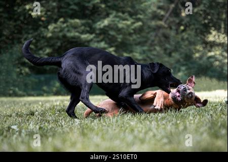 Un cane nero e un cane bruno si impegnano in una lotta giocosa su un campo erboso. Il cane nero sta sopra quello marrone, pieno di energia ed espressione Foto Stock