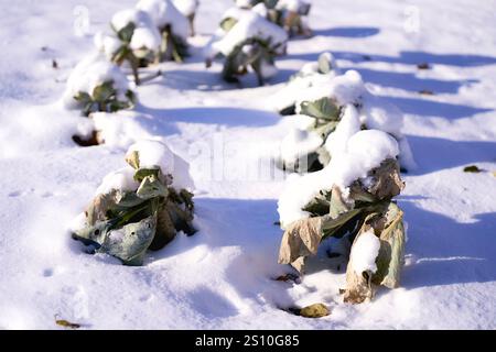 un cavolo nell'orto è coperto da uno strato di neve Foto Stock