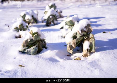 un cavolo nell'orto è coperto da uno strato di neve Foto Stock