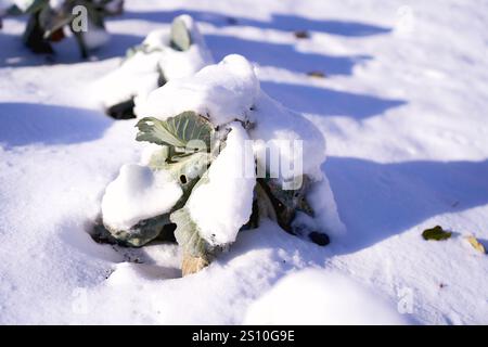 un cavolo nell'orto è coperto da uno strato di neve Foto Stock