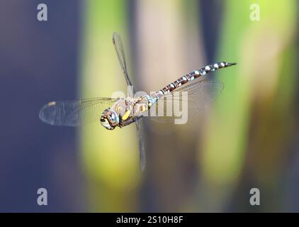 A Migrant Hawker Dragonfly (Aeshna mixta) presso Combe Hill Nature Reserve Gloucestershire Regno Unito Foto Stock