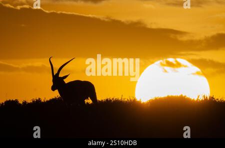 Grant's Gazelle (Nanger granti) è caratterizzata da una silhouette che resiste al tramonto Foto Stock