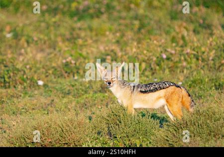 Giubbotto nero (Canis mesomelas) Foto Stock
