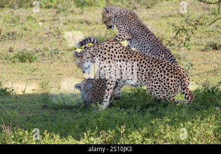 Cheetah (Acinonyx jubatus) cuccioli che suonano Foto Stock