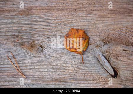 Tavola di legno più vecchia, leggermente incrinata. C'è una foglia d'arancia morta. Accanto alla foglia sono presenti anche dei ramoscelli o dei tendini sottili. L'immagine gia' Foto Stock