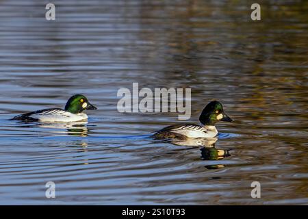 Occhi d'oro comuni (Bucephala clangula) due maschi adulti che nuotano nel lago in inverno alla luce della sera Foto Stock