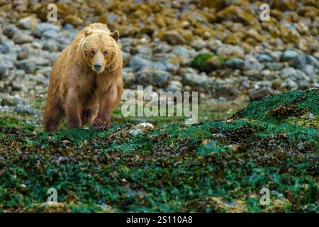 Orso grizzly che entra nella zona intertidale di Knight Inlet, territorio tradizionale del Da'Naxda'xw Awaetlala First Nation, British Columbia, Canad Foto Stock