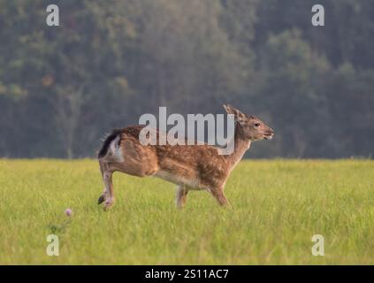 Un giovane cervo (Dama dama) con splendide macchie marroni che corre attraverso i prati erbosi, mostrando la sua velocità e agilità . Suffolk, Regno Unito Foto Stock