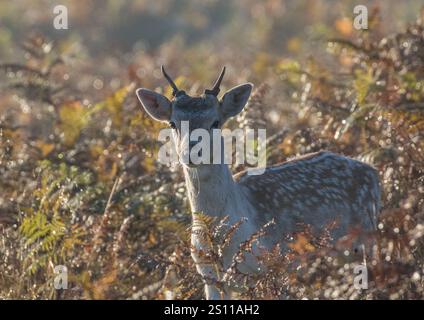 Un bel cervo maculato ( Dama dama ) Un giovane pacco che guarda la macchina fotografica sullo sfondo del bracken . Suffolk, Regno Unito. Foto Stock