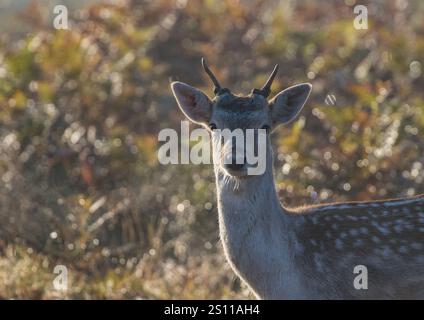 Un bel cervo maculato ( Dama dama ) Un giovane pacco che guarda la macchina fotografica sullo sfondo del bracken . Suffolk, Regno Unito. Foto Stock