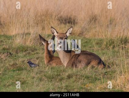 Cervo rosso femminile (Cervus elaphus) con un jackdaw amichevole che aiuta con la sua routine di toelettatura. Mantenere la sua pelliccia squallida libera dai parassiti. REGNO UNITO Foto Stock