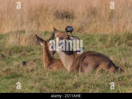 Cervo rosso femminile (Cervus elaphus) con un jackdaw amichevole che aiuta con la sua routine di toelettatura. Tenere le orecchie libere dai parassiti. REGNO UNITO Foto Stock