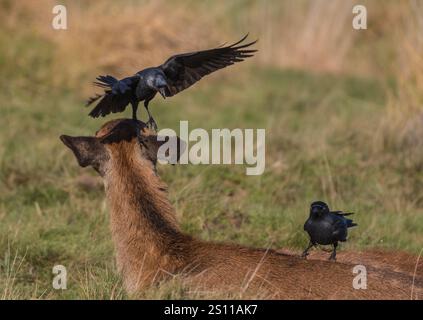 Cervo rosso femminile (Cervus elaphus) con un jackdaw amichevole che aiuta con la sua routine di toelettatura. Tenere le orecchie libere dai parassiti. REGNO UNITO Foto Stock