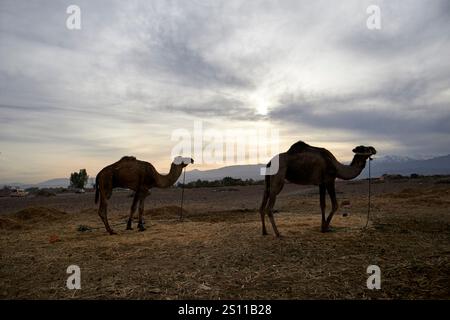 due dromedari cammelli al mattino presto con le montagne dell'atlante sullo sfondo douar bou azza marocco Foto Stock