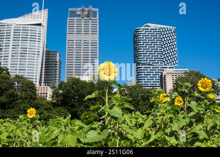 Girasoli nel Royal Botanic Garden e grattacieli del Central Business District, CBD, Sydney, NSW, Australia Foto Stock